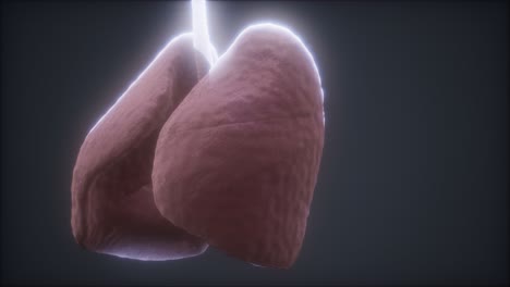 Loop-3D-gerenderte-Medizinisch-Genaue-Animation-Der-Menschlichen-Lunge